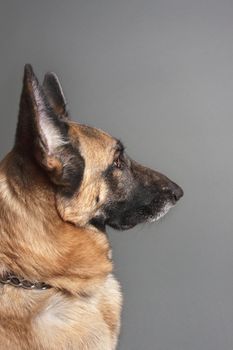 Female German Shepherd Dog profile on grey background