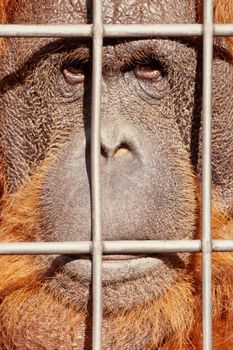 Orangutan watching from behind steel bars with sad expression on face.