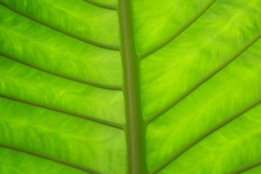 A background pattern of a green leaf