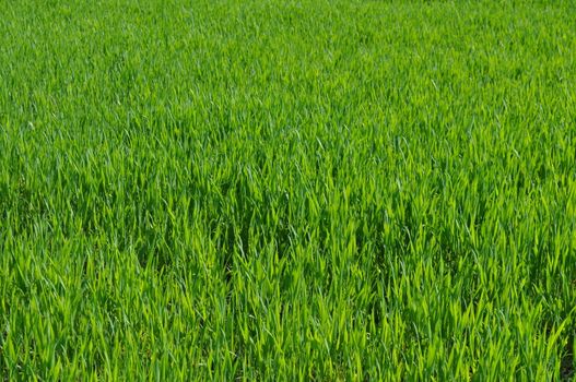 Green grass in meadow or lawn useful as a background