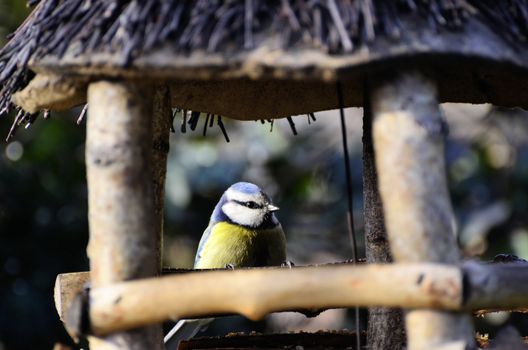 The photo shows a tit in a birdhouse at the time of frost.