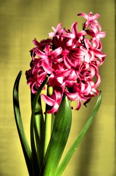 Photo taken in HDR shows the hyacinth flower on a green background.