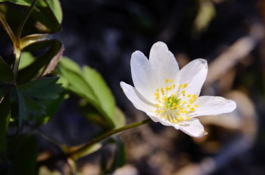 The picture shows a flower anemone one wchite flower blooming in the meadow.