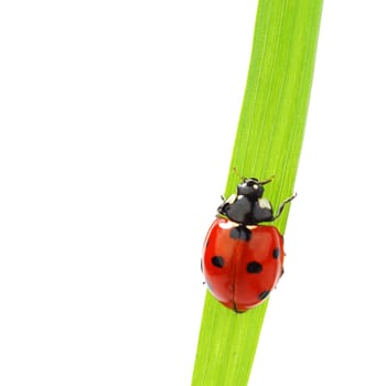 ladybug on grass isolated on white background