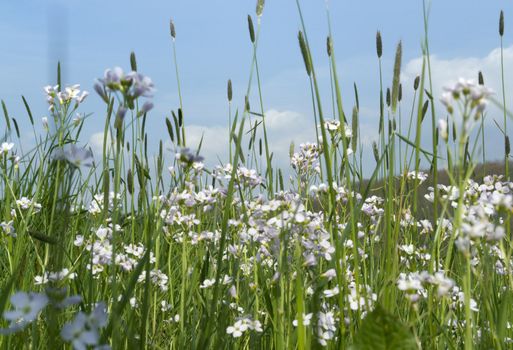 low-angle closeup of a flowery meadow at spring time