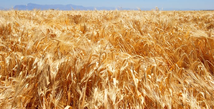 A wide shot of a field of golden wheat
