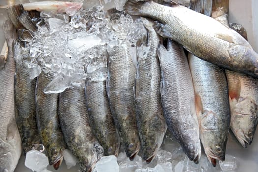 Fresh Raw Sea Bass fish at the market