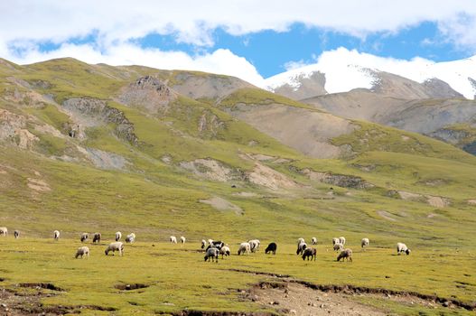 Landscape of sheep on the green meadows of Tibetan highland