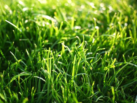 a close up of green grass in the spring time