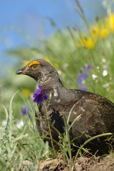 Blue grouse (Dendragapus obscurus)