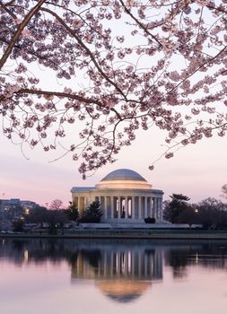 Jefferson Memorial at dawn by Tidal Basin and surrounded by pink Japanese Cherry blossoms with the monument lit by the rising sun at dawn