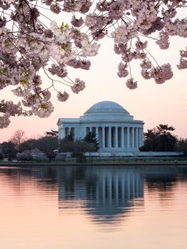 Jefferson Memorial at dawn by Tidal Basin and surrounded by pink Japanese Cherry blossoms with the monument lit by the rising sun at dawn
