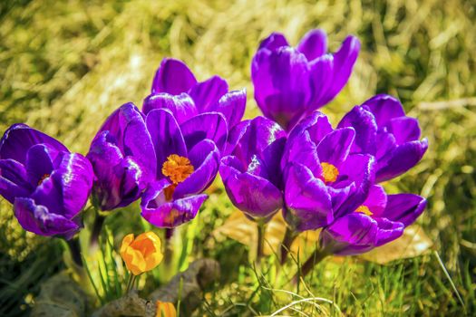 Close up of crocus flowers in a green meadow on a sunny day in spring