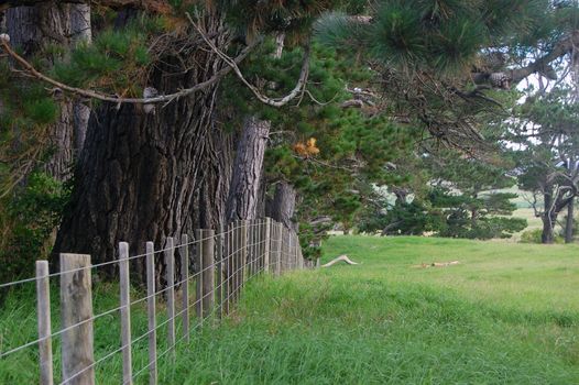 Farm fence, Dargaville, New Zealand