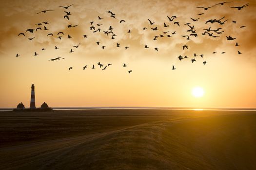 Sunset at Lighthouse Westerhever with migratory birds on the North Sea in Germany