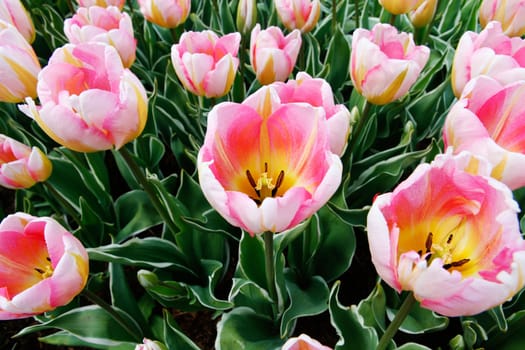 Pink tulip flowers with white and yellow.