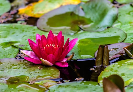 Beautiful blooming water lily in pond