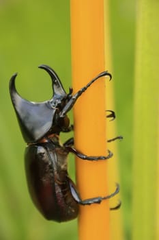 Rhinoceros beetle