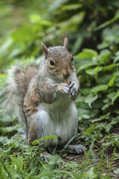 Squirrel having a lunch on a park