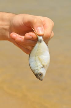 the fresh fish from the sea.