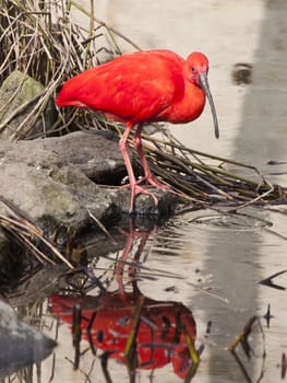 scarlet ibis