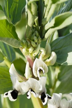 Macro photograph of broadbean flowers on an allotment.