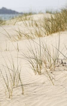 Sand dune scene. Daymer Bay, Cornwall, UK.