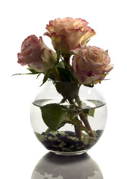 vase with orange roses isolated on white