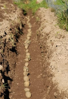 Seed potatoes being planted in a trench after chitting.