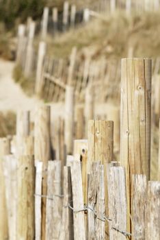 Sand dune scene. Daymer Bay, Cornwall, UK.