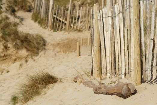 Sand dune scene. Daymer Bay, Cornwall, UK.