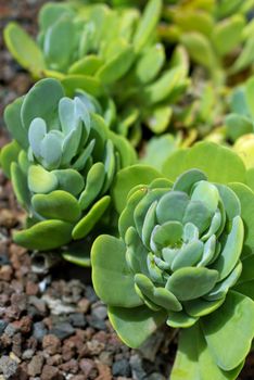 Succulent plants on the seaside in Fuerteventura, Spain