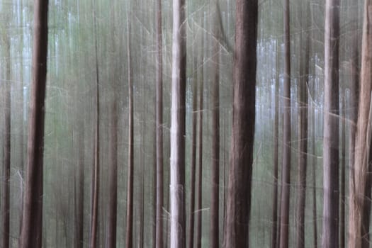 Background effect, tilt blur, in a pine tree forest with vertical trees, green and brown colors.