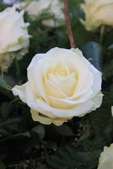 Close up of a single white rose in a flower arrangement