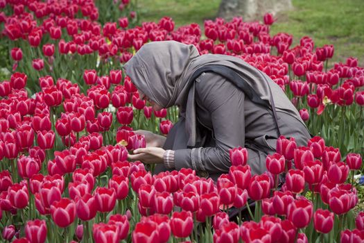 MUSLIM GIRL AMONG TULIPS, ISTANBUL, TURKEY, APRIL 15, 2011: Beautiful young Turkish muslim girl kneeling among tulips in Gulhane Park, Istanbul, Turkey.