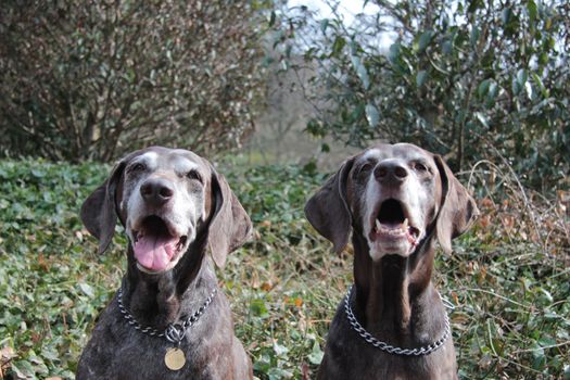 Pointer sisters, two senior german shorthaired pointers at the age of 11