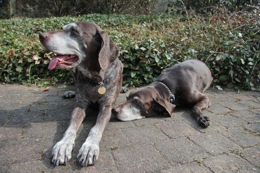 Two senior pointer sisters, female german shorthaired pointers, age 11