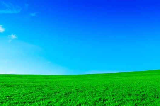 Bright green field on a sunny day