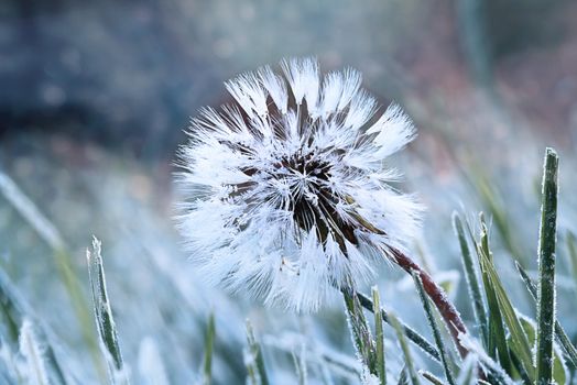 A dandelion seed head with a coating of frost in the morning.
