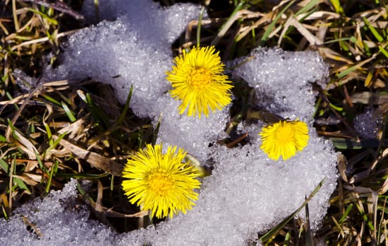 coltsfoot blooming in spring between melting snow. First plant unafraid of cold.