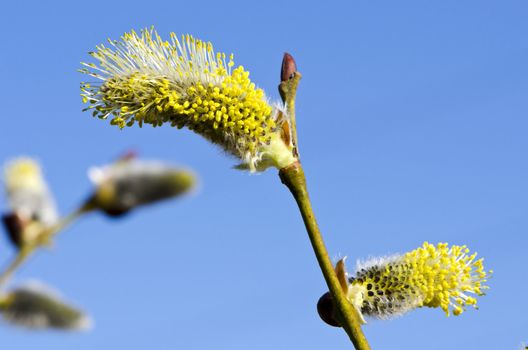 Closeup macro of spring kittens goat willow on background of blue sky. Amazing nature details.