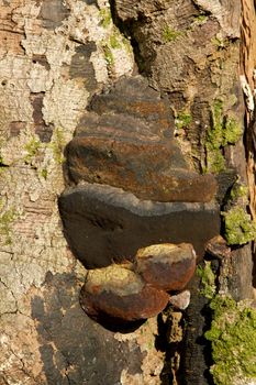 Artists bracket fungus, ganoderma applanatum, growing on a tree trunk with flaking bark and green moss.