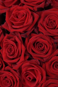 Big red roses in a group, perfect as a background