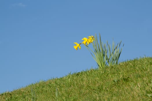 Blooming yellow wild daffodils, Narcissus pseudonarcissus, on a green grass bank against a bright blue sky.