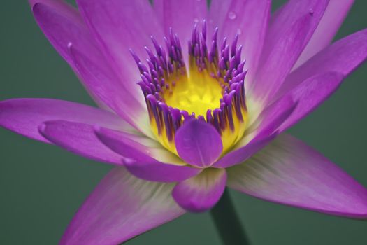 Purple water lily flower closeup