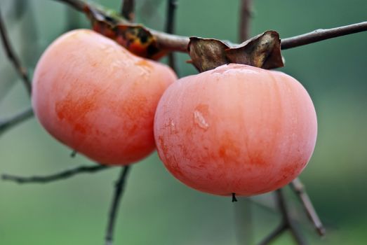 Ripe persimmon - Photo taken on: Nov 06, 2011