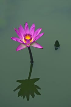 Purple water lily flower closeup