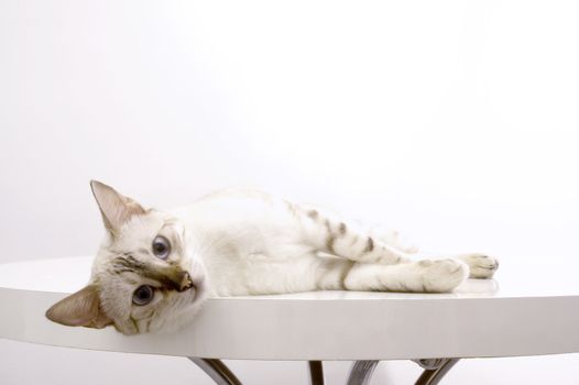 Portrait of a white bengal cat laying over white background