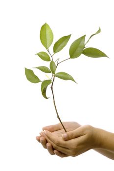 Isolated hands holding a new tree with green leaves