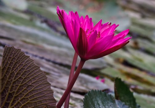 Purple water lily flower closeup